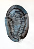 Vergrößern - Enlarge - Agrandir: Isopoda ©