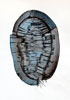 Vergr&ouml;&szlig;ern - Enlarge - Agrandir: Isopoda &copy;