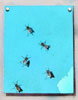 Vergr&ouml;&szlig;ern - Enlarge - Agrandir: Kleines Fliegenbild &copy;