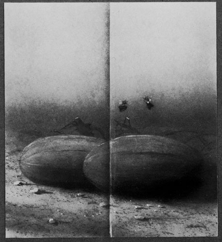 Zur&uuml;ck - Back - En arri&egrave;re: Bilder - Paintings - Peintures
