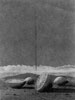 Vergr&ouml;&szlig;ern - Enlarge - Agrandir: Limonenschnitzbild &copy;