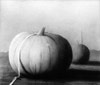 Vergr&ouml;&szlig;ern - Enlarge - Agrandir: Big Pumkins &copy;