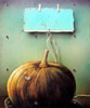 Vergrößern - Enlarge - Agrandir: Citruille - Kürbis - Pumpkin ©
