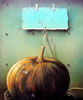 Vergr&ouml;&szlig;ern - Enlarge - Agrandir: Citruille - K&uuml;rbis - Pumpkin &copy;