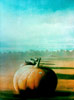 Vergr&ouml;&szlig;ern - Enlarge - Agrandir: Pumkinline &copy;