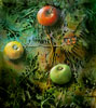 Vergrößern - Enlarge - Agrandir: Äpfel & kleiner Fuchs ©