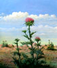 Vergr&ouml;&szlig;ern - Enlarge - Agrandir: Mariendistel &copy;