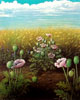 Vergr&ouml;&szlig;ern - Enlarge - Agrandir: Schlafmohn &copy;