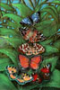 Vergrößern - Enlarge - Agrandir: Schmetterlinge ©
