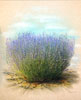 Vergrößern - Enlarge - Agrandir: Lavendelstudie - Lavender Study - Étude de lavande ©
